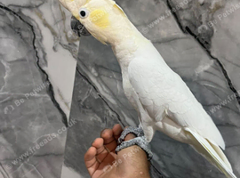 Friendly Lovely Super Tame Cuddly Lesser Sulphur Crested Cockatoo Parrot,3