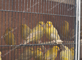 Sattinet canaries