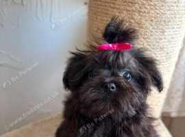 Korean MALTIPOM puppies