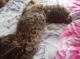Mixed Cockapoo