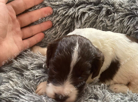 F1 Parti cockapoo
