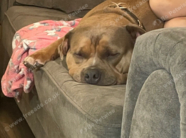 3 year old Female American pocket bully