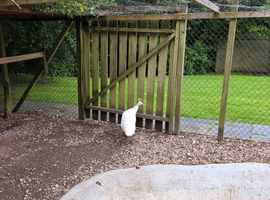 Mature white female peahen