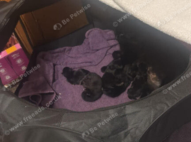 5 black kittens ready in 7-8 weeks time