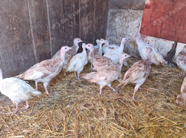 Borbon red turkey poults