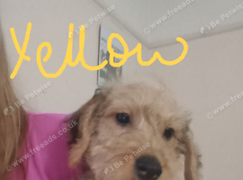 Cockapoo Females   ️( Cockapoo x Jack Russell Ready NOW