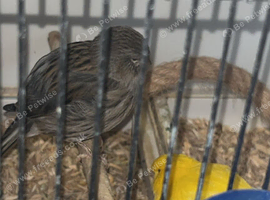 Border canary&rsquo;s