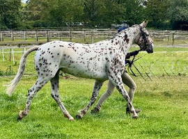 For sale Beautiful Appaloosa