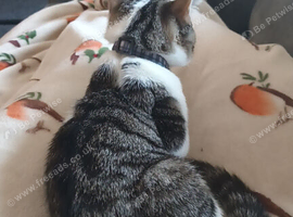 20 week old kitten for sale