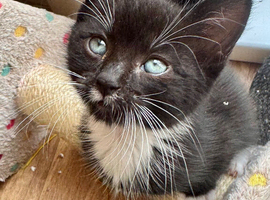 RAGDOLL X BOY READY NOW