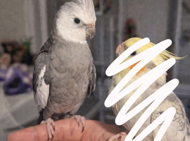 Hand reared white faced cockatiel