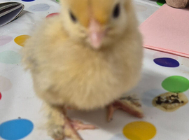 Booted Bantams chicks