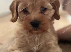 Cockapoo Puppy