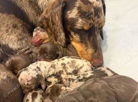 Miniture dachshund puppies