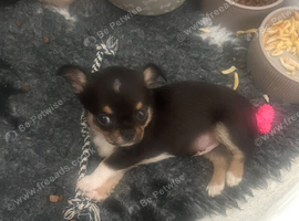 Chihuahua puppies