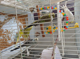 Baby budgies