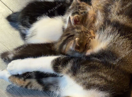 Kittens for sale