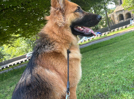 1 year old German shepherd girl
