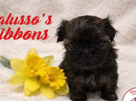 Tialusso Ribbons RESERVED