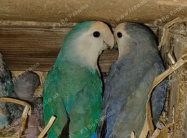 Proven Breeding Pair of Lovebirds (Agapornis roseicollis) with Cage & Nesting Box