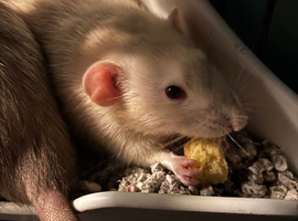 2 male dumbo rats