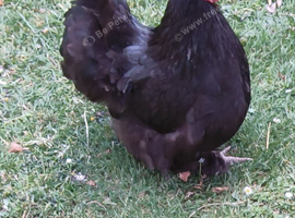 Peking Bantam hens