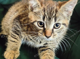 Kitten boy available
