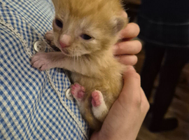 Gorgeous kittens