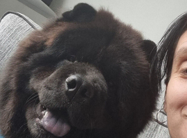 Handsome ChowChow ready for stud