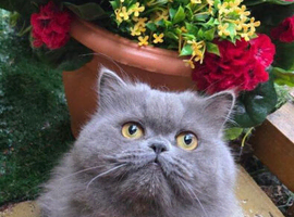 Proven Persian male cat for sale