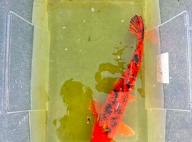 Pond fish for sale
