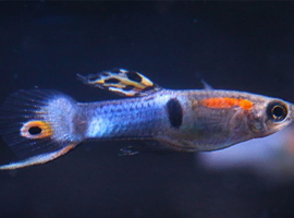 Endler Guppies Japan Blue &ndash; Males, Females & Fry Available
