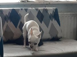 adult chihuahua