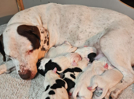 Staffie spaniel X old tyme english bulldog
