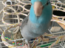 Hand reared silly tame parrolet male.