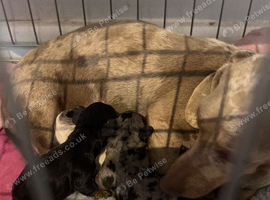 Miniature Dachshund Puppies 2 Boys