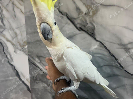 Beautiful Stunning Lovely Super Tame Male Cockatoo