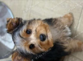 Yorkie Looking for a Loving New Home