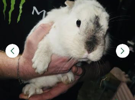 Netherland/mini lop