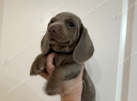 Miniature dachshund puppy&rsquo;s