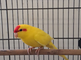 Buttercup Kakariki