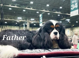 Fully Health Tested KC Cavalier King Charles Spaniel Puppies