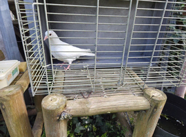 Pigeons for sale (Please read description)