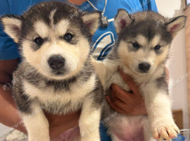Malkita puppies for sale