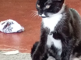 Black and white kitten