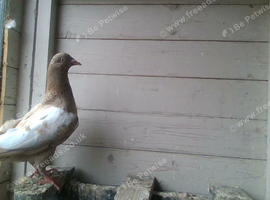 for sale 4 yellow  afgian pigeons