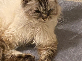 Gorgeous Ragdoll 7 Years Old Girl Vet Chkd an Vaccinated