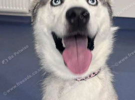 Female husky