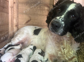 2 strong healthy springer spaniels