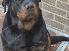 Female rottweiler for sale